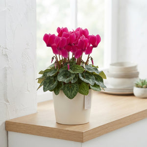 Mixed Cyclamen persicum ‘Riviera Allure’ – 12cm Pot