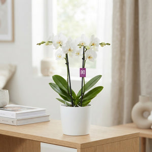 White Phalaenopsis Orchid – 2 Stem, 12cm Pot