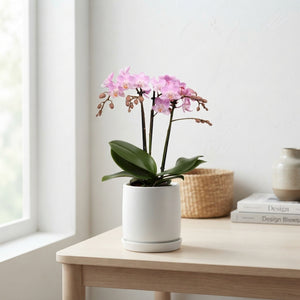 Pink Phalaenopsis Orchid – 9cm Pot, 35cm High