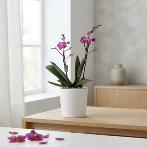 Purple Phalaenopsis Orchid – 2 Stem, 9cm Pot