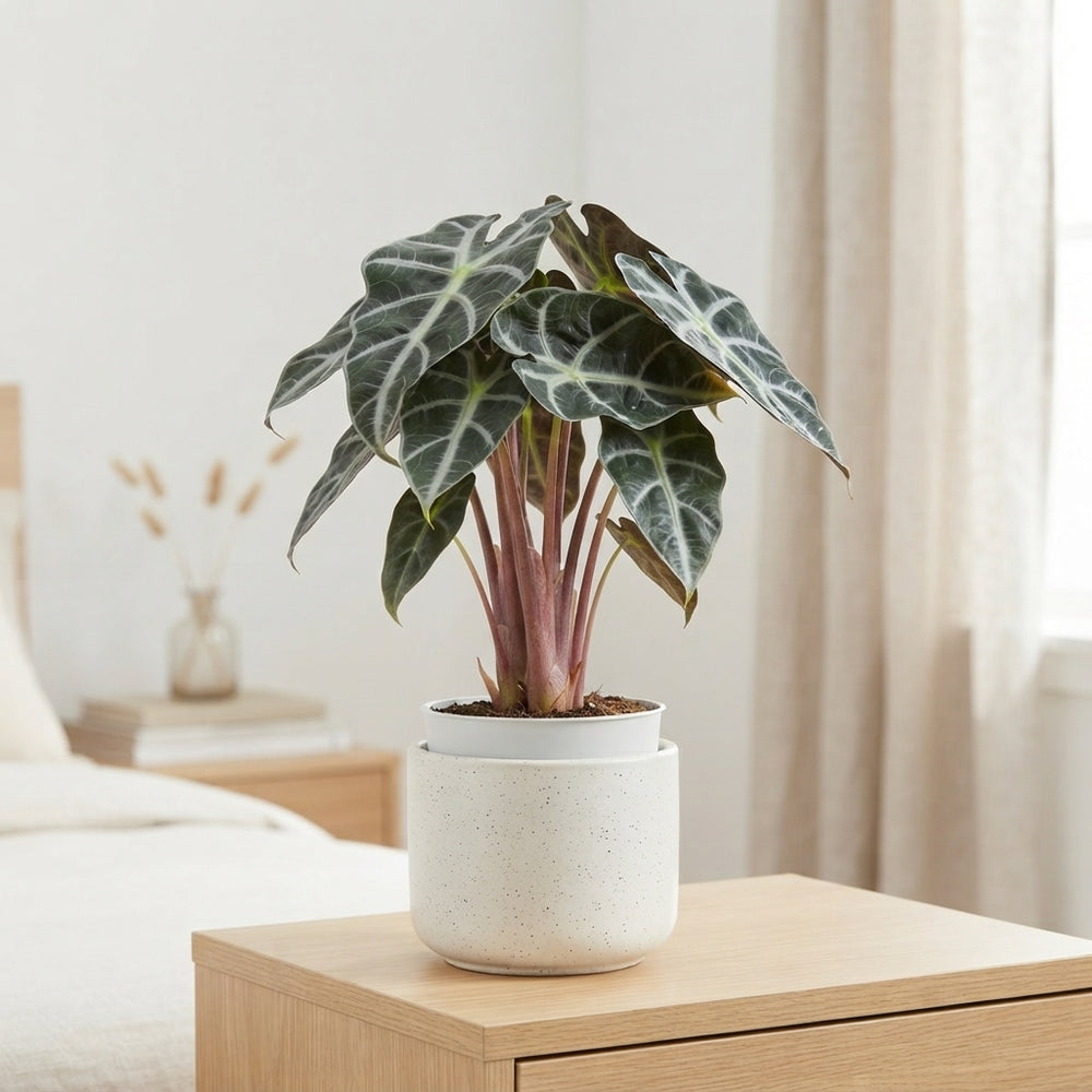 Alocasia ‘Heart Balloon’ – 6cm Pot