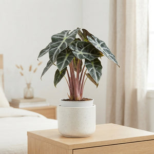 Alocasia ‘Heart Balloon’ – 6cm Pot