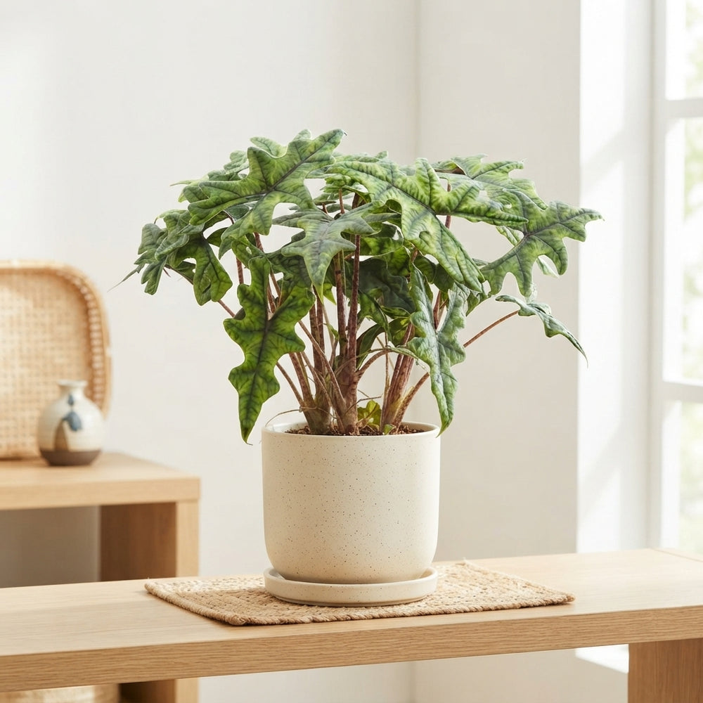 Alocasia Jacklyn – 12cm Pot, Approx. 40cm High