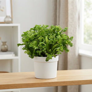 Asplenium Nidus ‘Lesley’ Bird’s Nest Fern – 6cm Pot