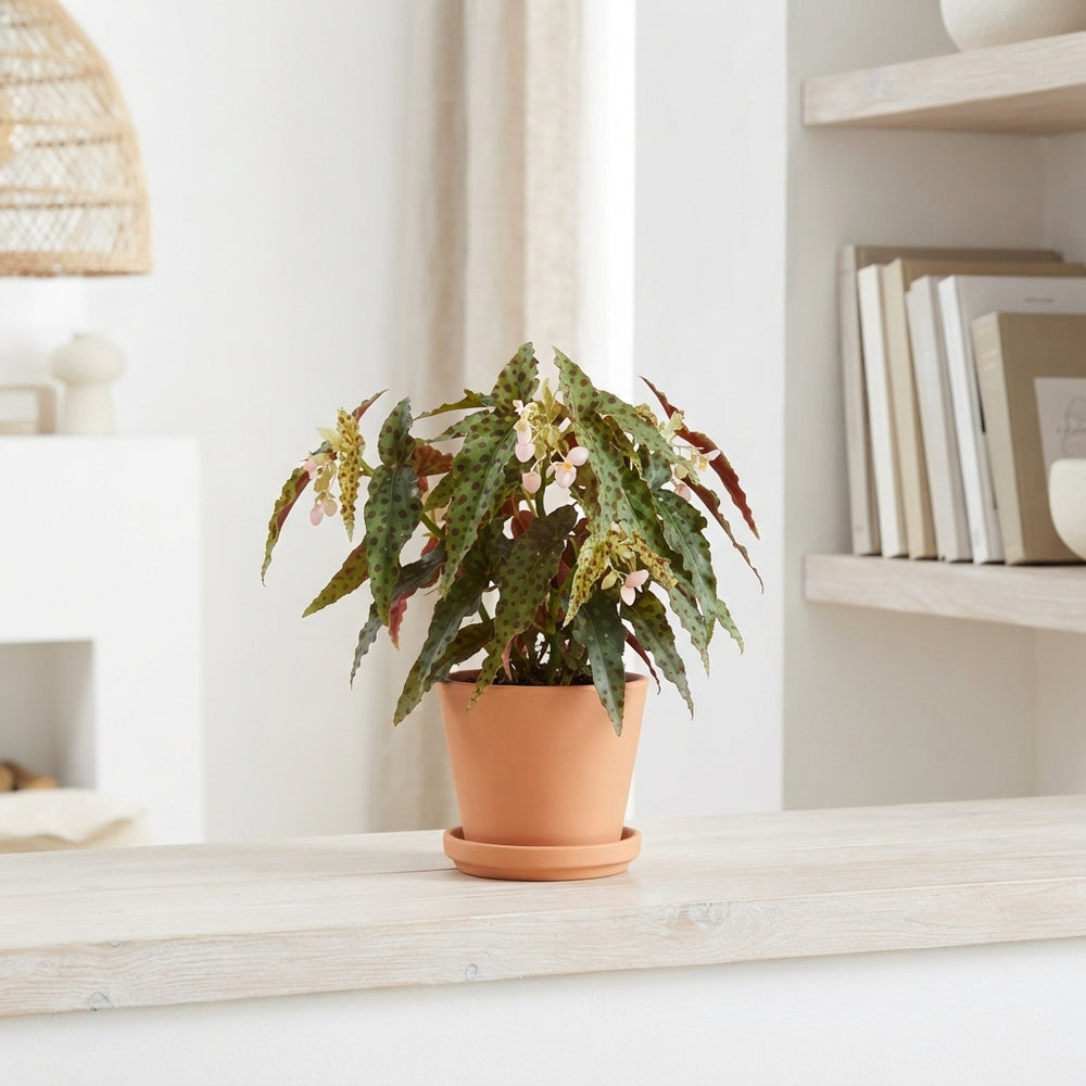 Begonia Maculata Amphioxus – 6cm Pot