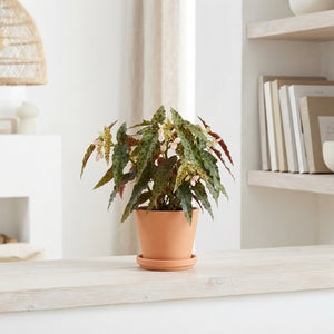 Begonia Maculata Amphioxus – 6cm Pot