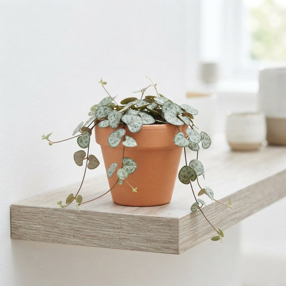 String of Hearts (Ceropegia woodii) – 6cm Pot