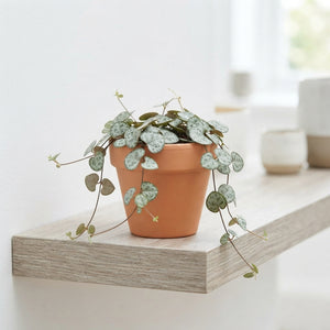 String of Hearts (Ceropegia woodii) – 6cm Pot