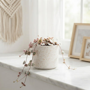 String of Hearts ‘Variegata’ – 6cm Pot
