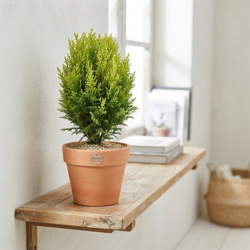 Lawson Cypress ‘Ellwoodii’ – 10.5cm Pot