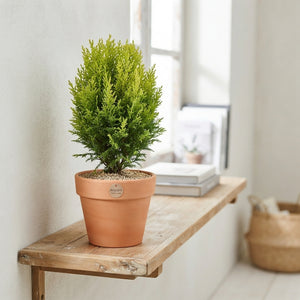 Lawson Cypress ‘Ellwoodii’ – 10.5cm Pot