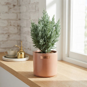 Lawson Cypress ‘Snow White’ – 10.5cm Pot