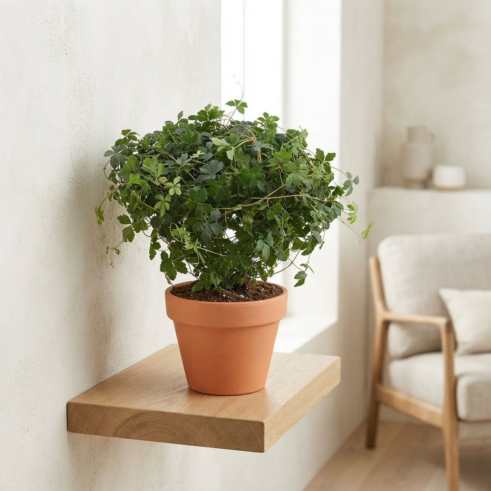 Cissus striata – 12cm Pot