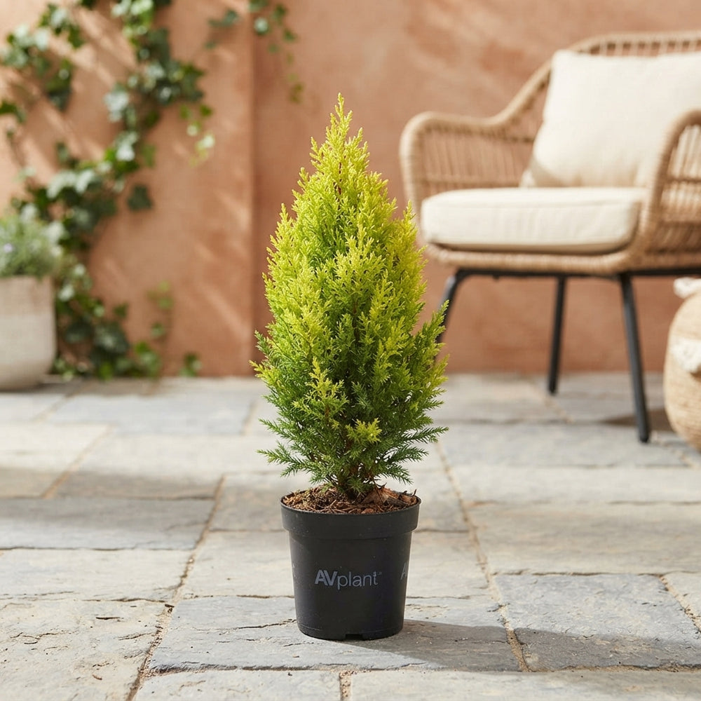 Mixed Conifer Plant – 10.5cm Pot, 35cm High