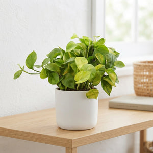 Epipremnum pinnatum ‘Lemon Meringue’ – 12cm Pot