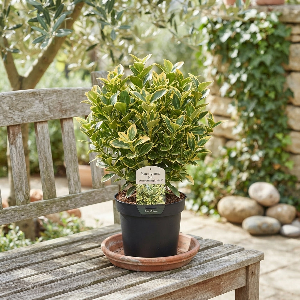 Golden Euonymus ‘Aureomarginatus’ – 10.5cm Pot