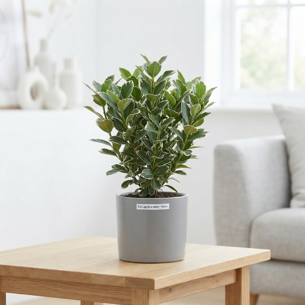 Euonymus japonicus 'Silver Queen' – 10.5cm Pot