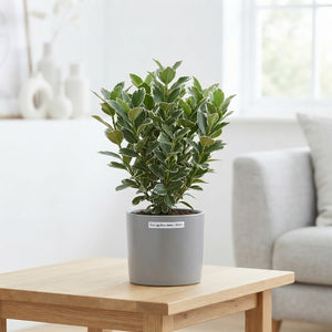 Euonymus japonicus 'Silver Queen' – 10.5cm Pot
