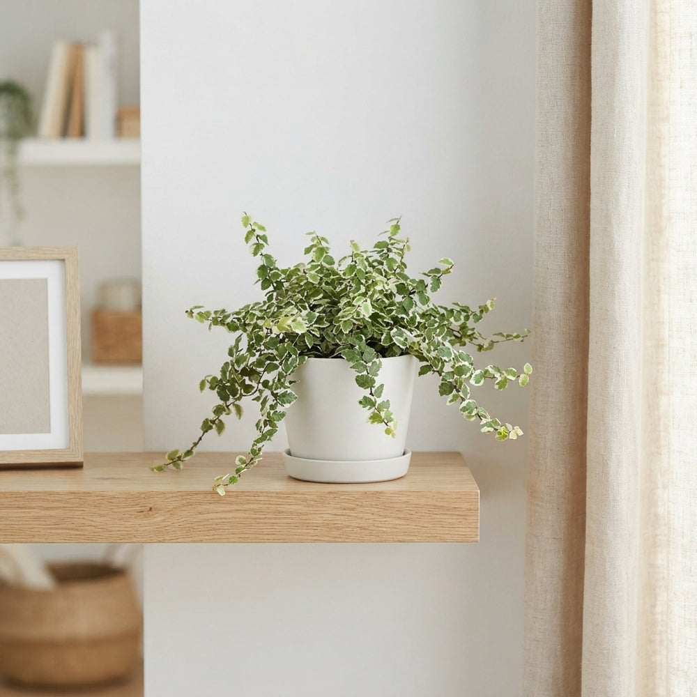 Ficus pumila ‘Bellus’ – 11cm Pot