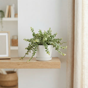 Ficus pumila ‘Bellus’ – 11cm Pot