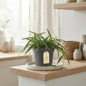 Longleaf Wax Plant (Hoya longifolia) – 12cm Pot