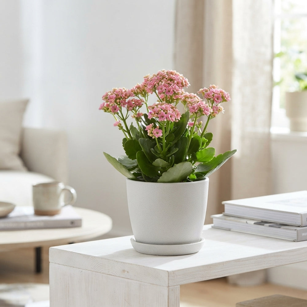 Pink Kalanchoe ‘Ladylike’ – 10.5cm Pot