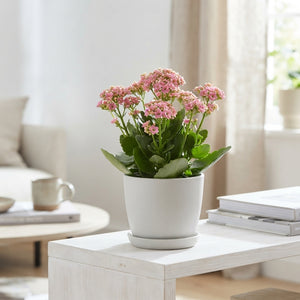 Pink Kalanchoe ‘Ladylike’ – 10.5cm Pot