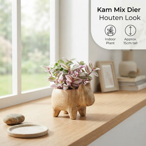 Mixed Vegetable Plants – 10cm Pot