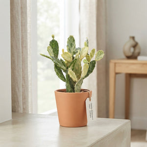 Ghost Opuntia Cactus (Opuntia jamaicensis) – 12cm Pot