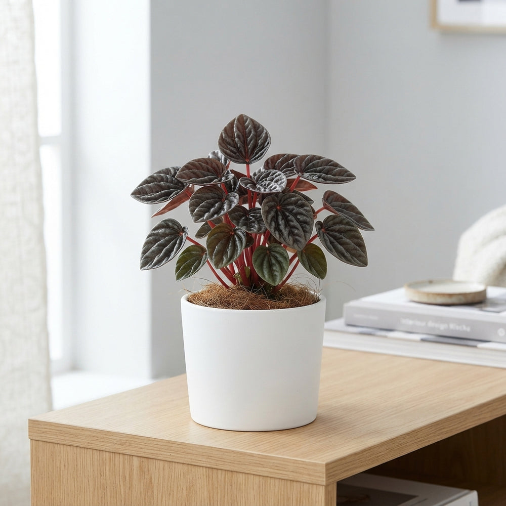 Peperomia caperata ‘Aruba’ – 12cm Pot