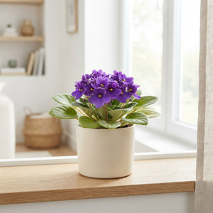 Mixed African Violet (Saintpaulia) – 6cm Pot
