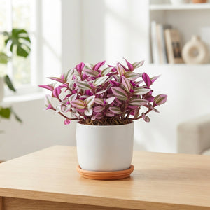 Mixed Tradescantia Houseplant – 10.5cm Pot