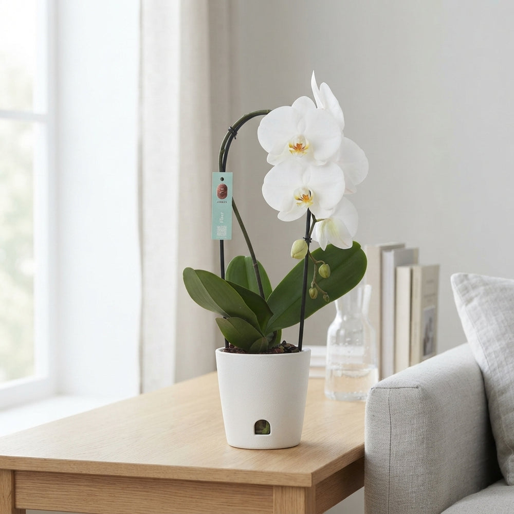 White Phalaenopsis Orchid – 12cm Pot, 45cm High