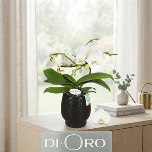 White Phalaenopsis Orchid – 2 Stem, 12cm Pot