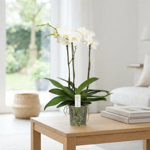 White Phalaenopsis Orchid – 17cm Pot, 75cm High