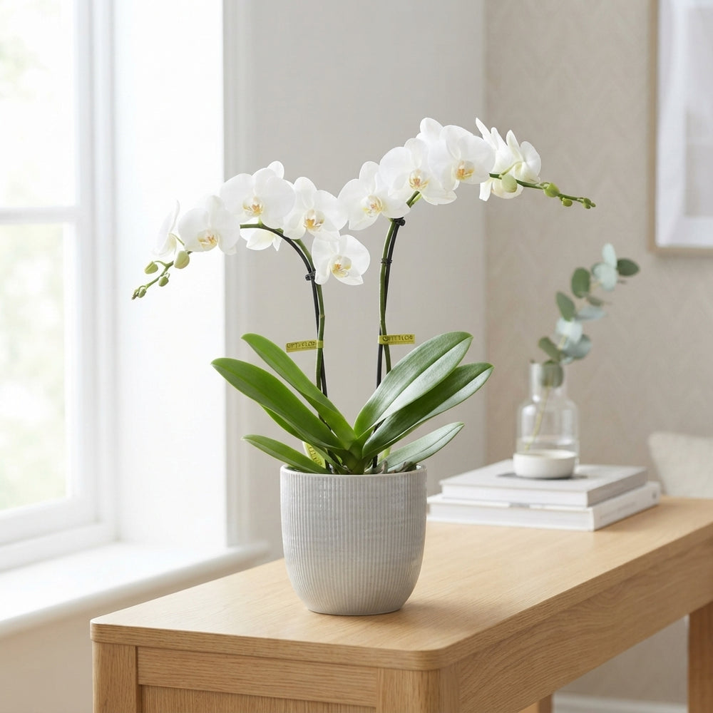 White Phalaenopsis Orchid – 2 Stem, 12cm Pot