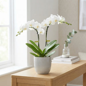 White Phalaenopsis Orchid – 2 Stem, 12cm Pot