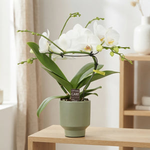 White Phalaenopsis Orchid – 2 Stem, 12cm Pot