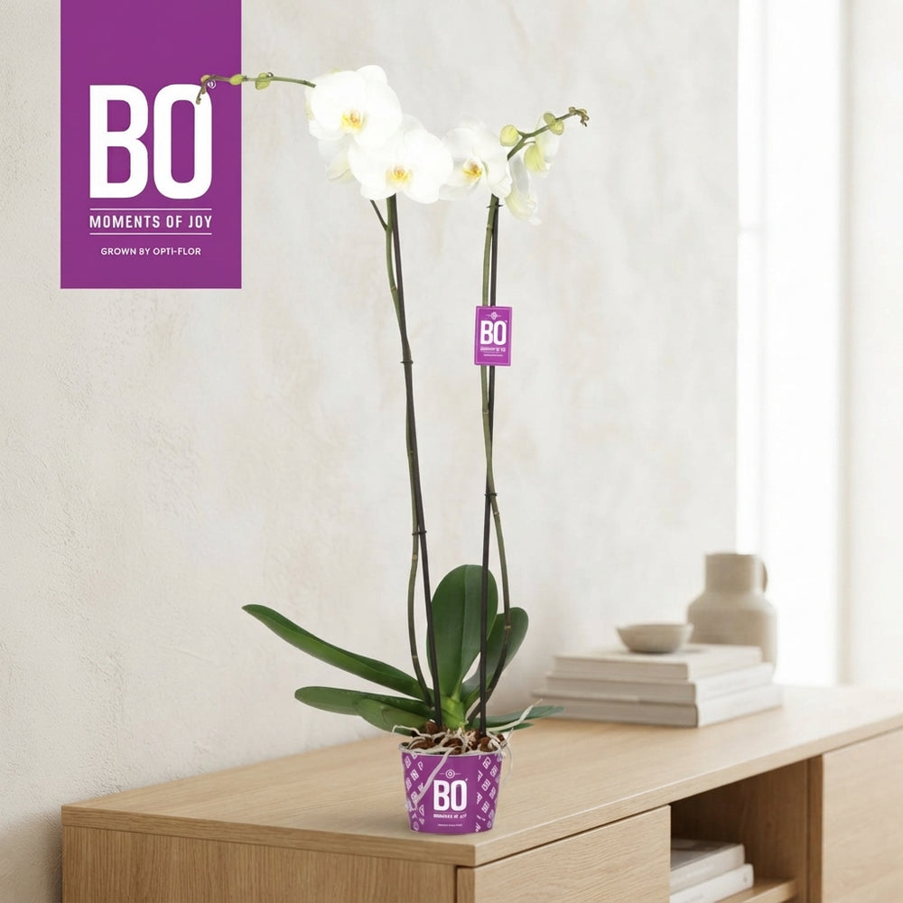 White Phalaenopsis Orchid – 17cm Pot, 110cm High