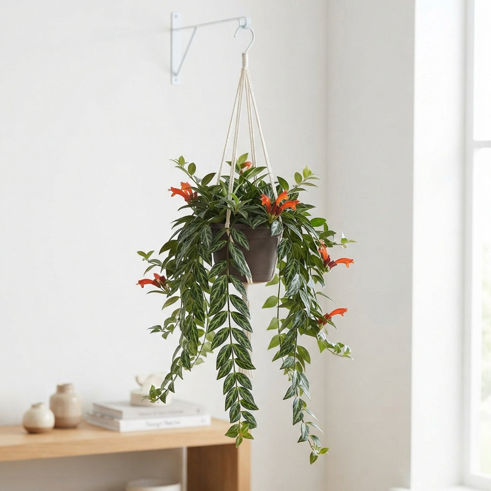 Mosaic Lipstick Plant (Aeschynanthus marmoratus) – 17cm Pot