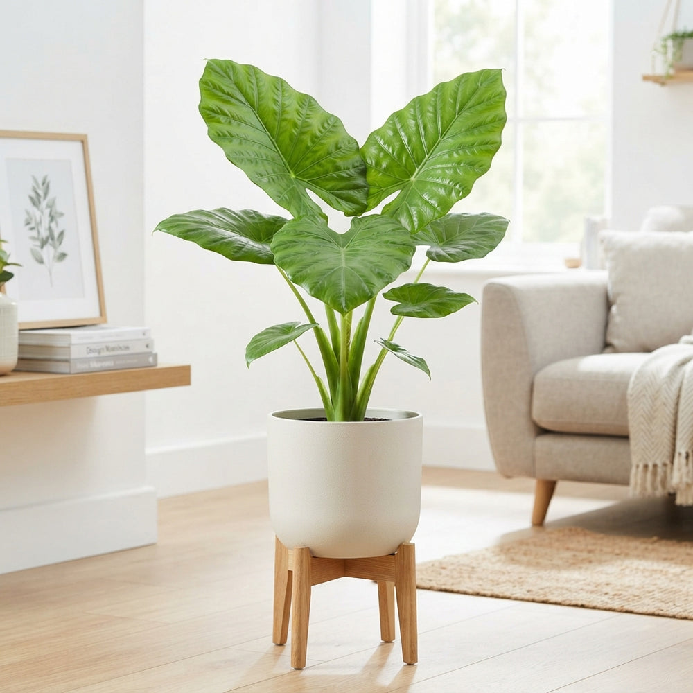 Giant Taro (Alocasia macrorrhizos) – 17cm Pot