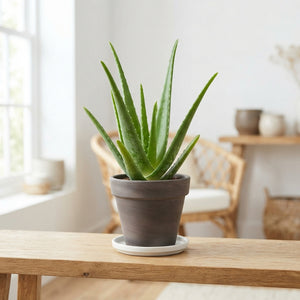 Aloe Vera Plant – 17cm Pot, Approx. 50cm Tall