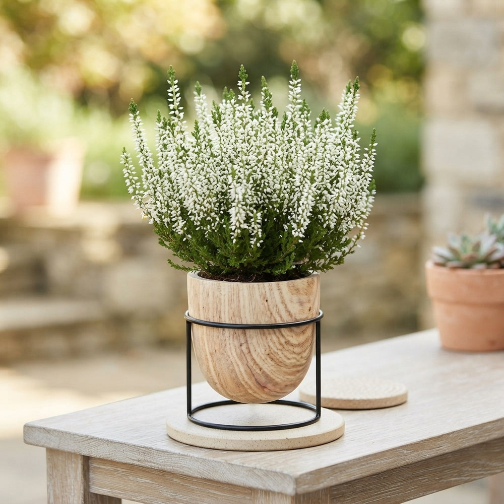White Heather (Calluna vulgaris) – 9cm Pot