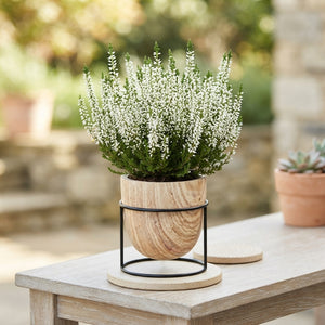 White Heather (Calluna vulgaris) – 9cm Pot
