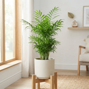 Parlour Palm (Chamaedorea elegans) – 17cm Pot