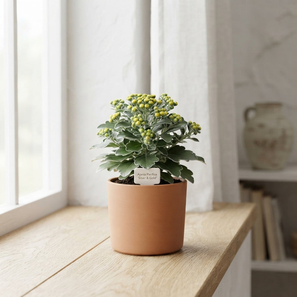 Ajania pacifica ‘Silver & Gold’ – 10.5cm Pot