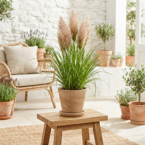 Tiny Pampa Grass (Cortaderia) – 27cm Pot