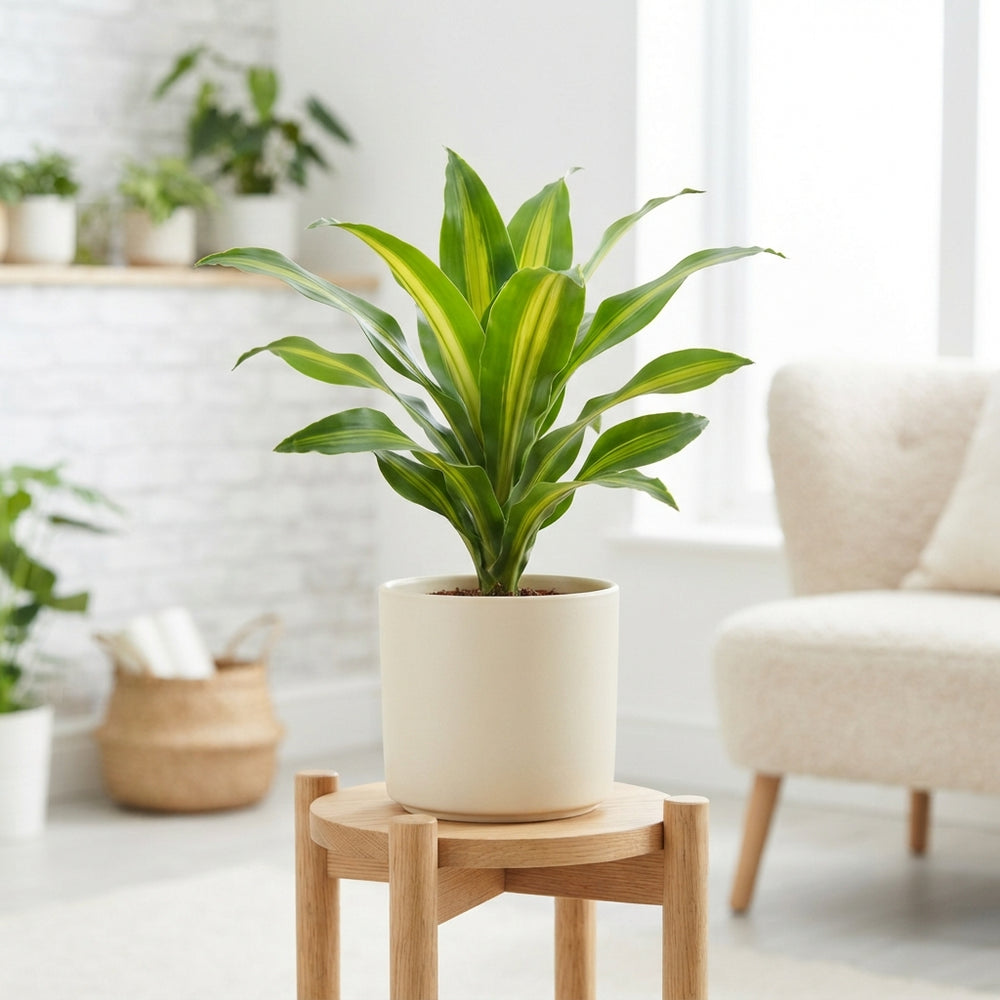 Dracaena fragrans ‘Yellow Coast’ – 11cm Pot