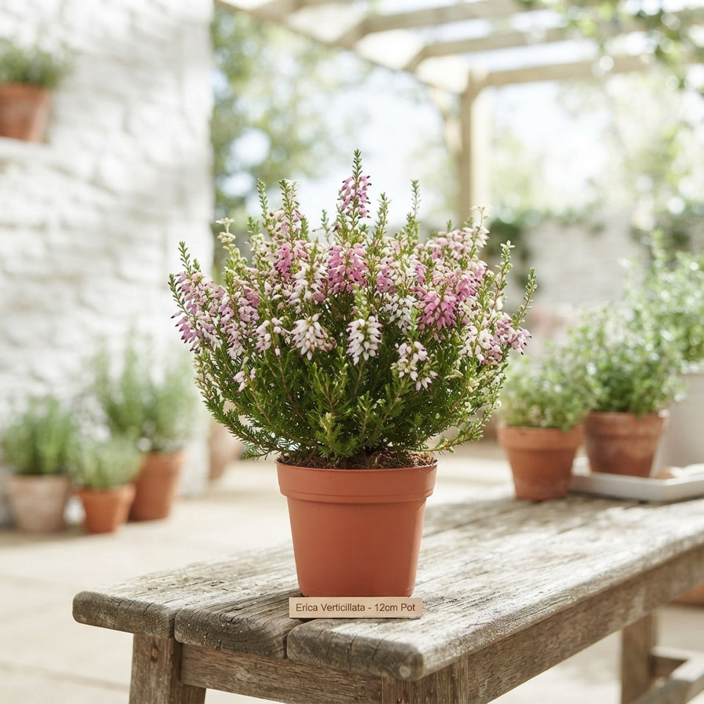 Winter Flowering Erica verticillata – 12cm Pot