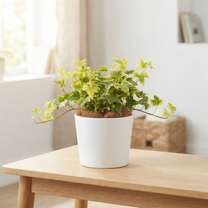 Golden Jytte English Ivy (Hedera helix) – 12cm Pot